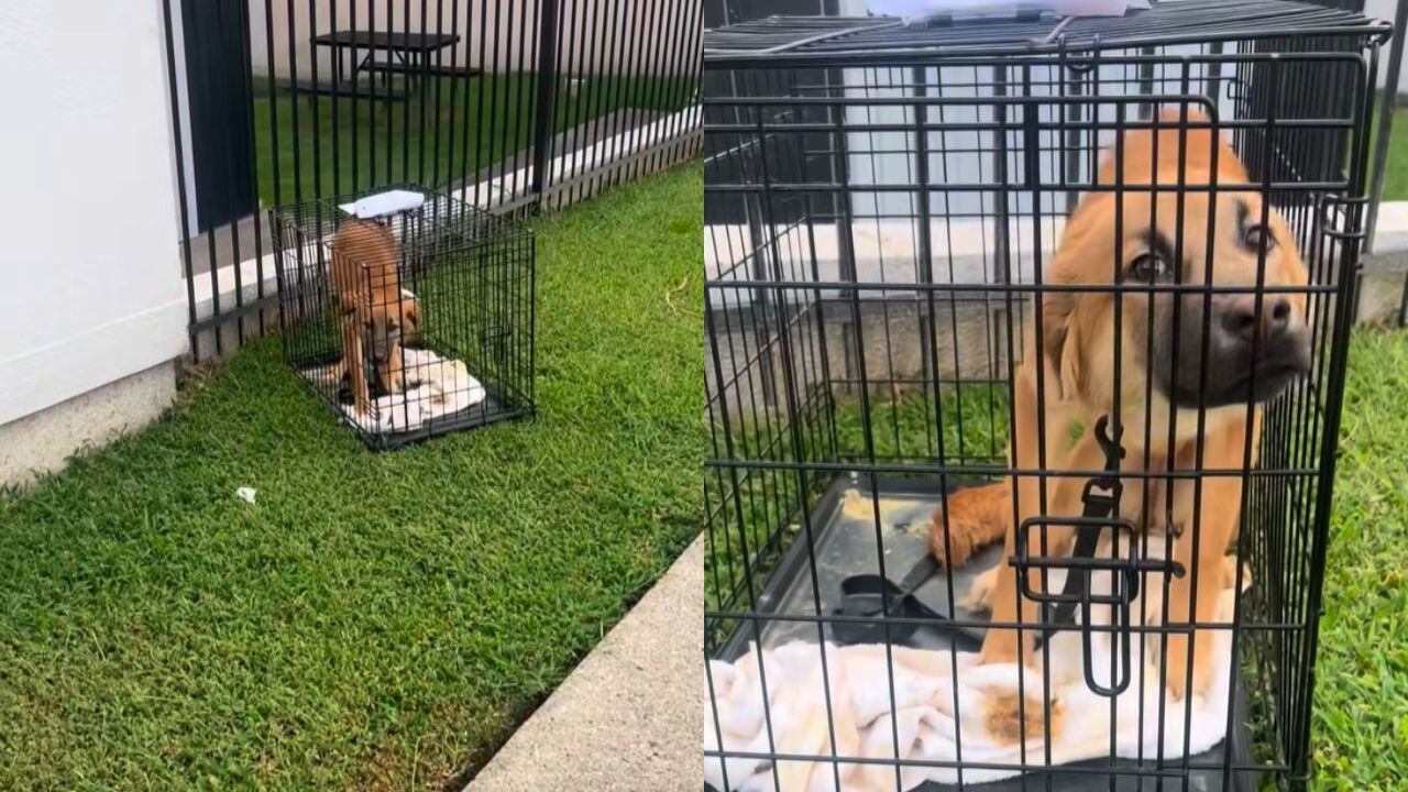 Nashville Humane Association Seeks Aid After Dog Abandonment