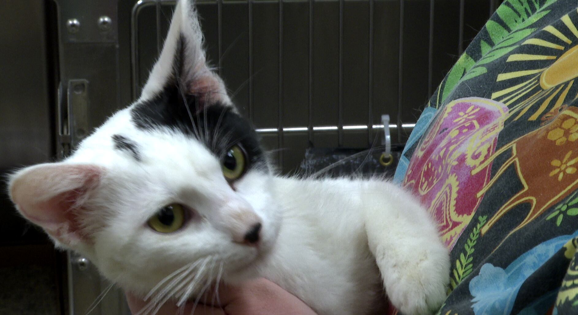Kittens Discovered After Being Thrown From Moving Truck in Missouri