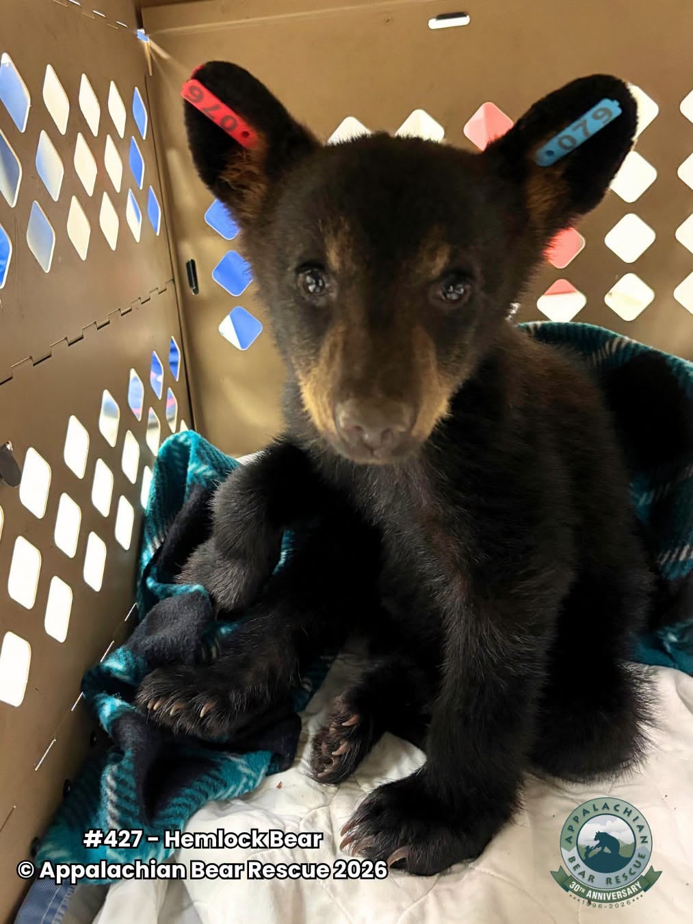 Young Black Bear Cub Admitted to Appalachian Bear Rescue Facility