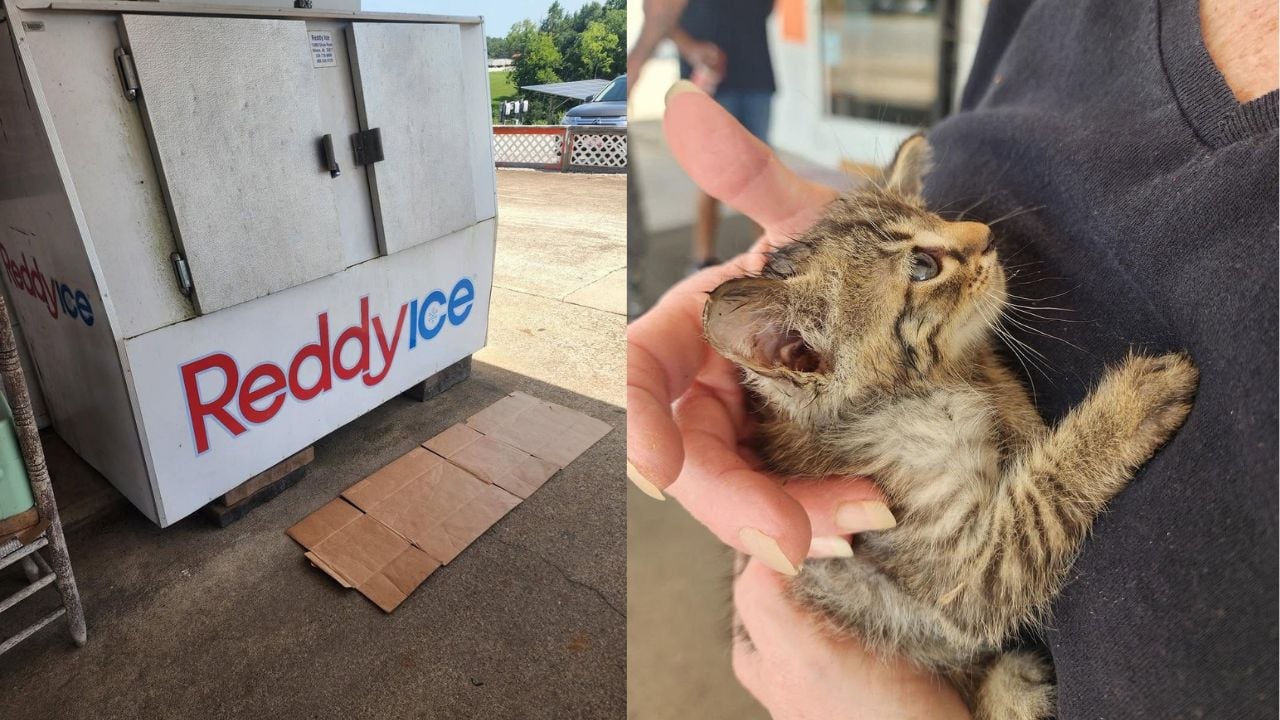 Kitten Rescued from Under Ice Box Adopted by Store Employees