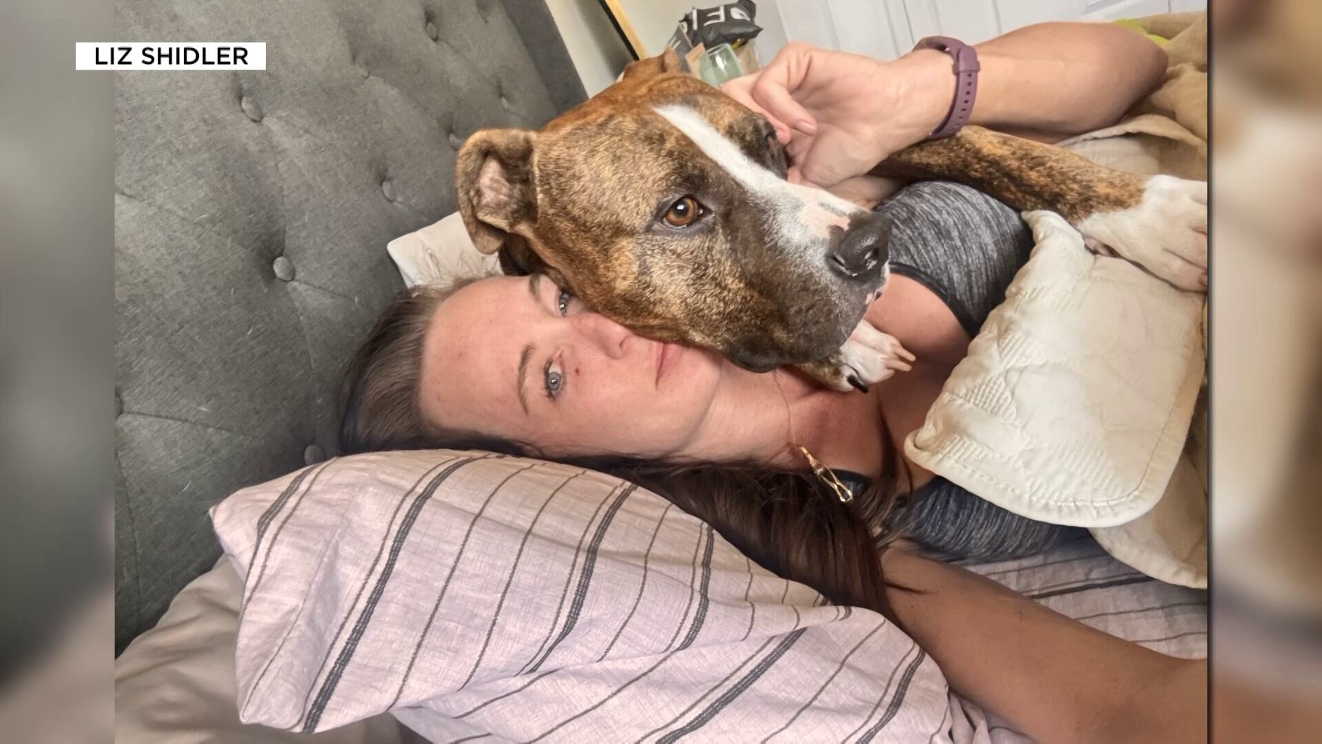 Foster Dog Attack Leaves Arizona Woman With Severe Injuries