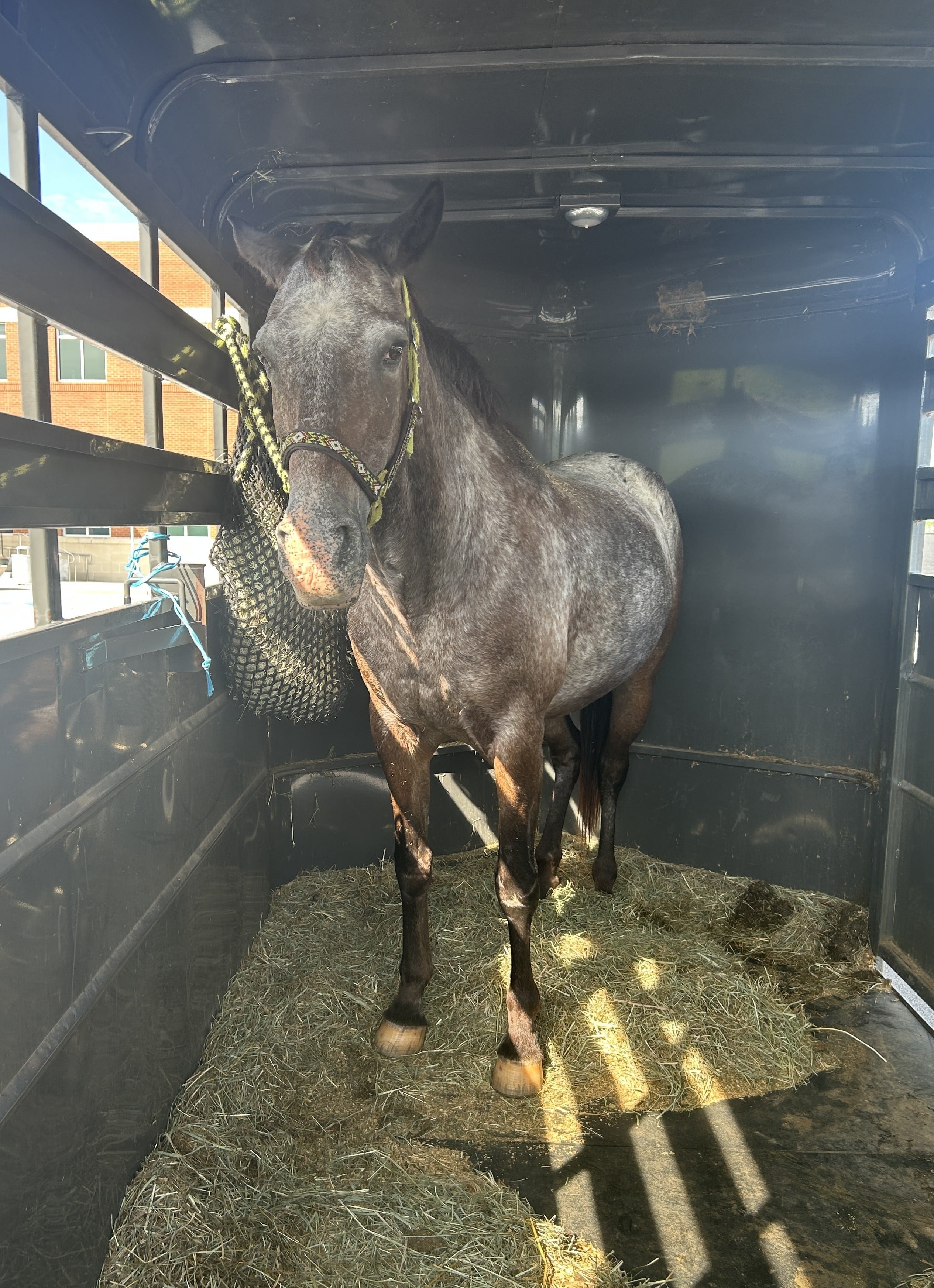 Two Women Charged with Felony Theft in Horse Theft Case