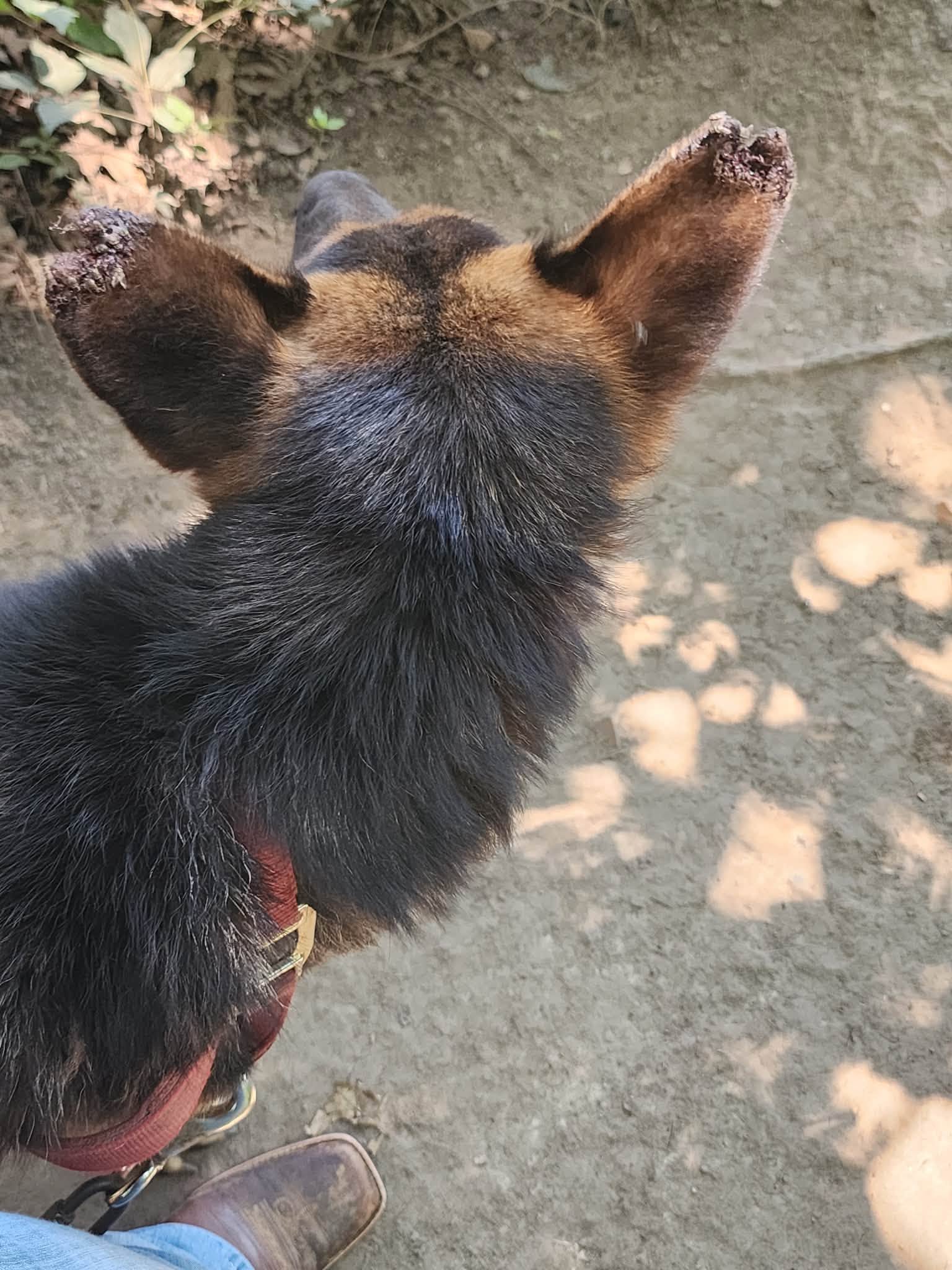 Dozens of Neglected Animals Seized in Hickman County; Two Charged