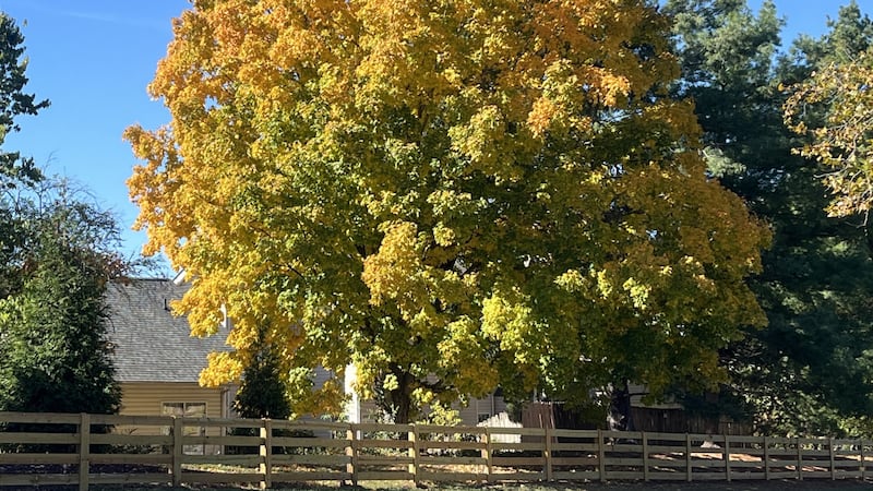 Fall colors are popping all over Middle Tennessee.