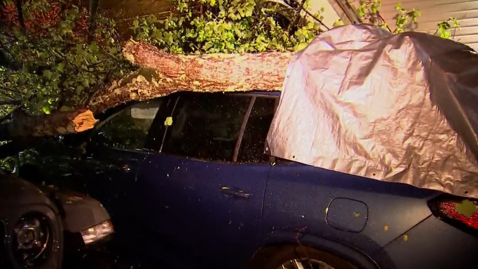 Large tree falls, barely misses couple in bed