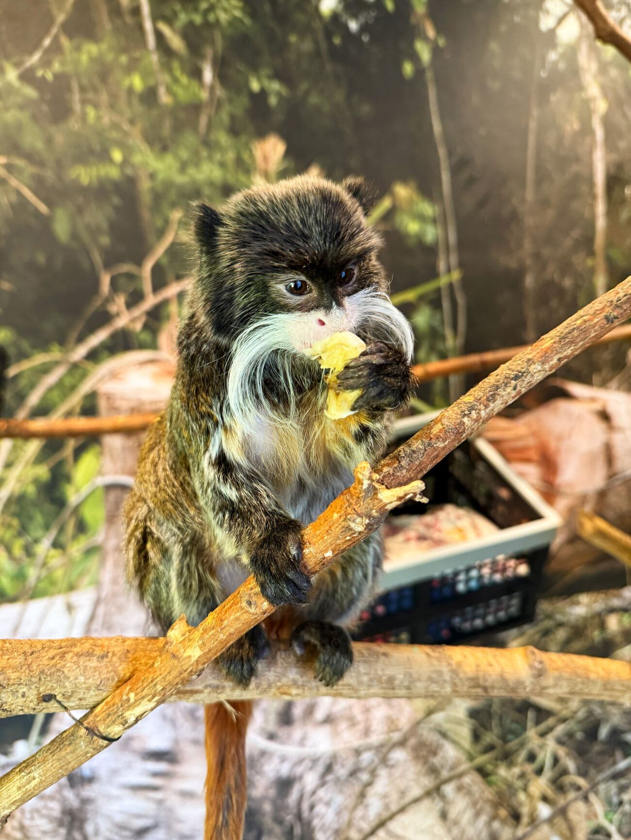 Monkeys R Us Tennessee Twin mustached monkeys born at Tennessee zoo