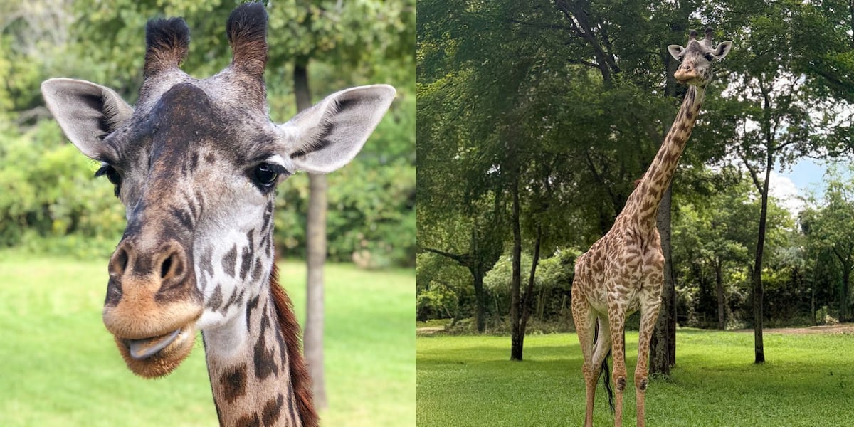 Nashville Zoo mourns death of 11-year-old giraffe who ‘touched the hearts of countless guests’