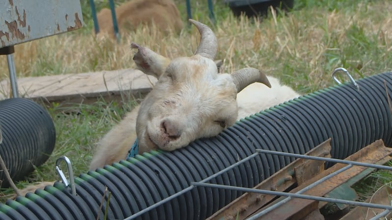 Nine of his more than 30 goats were dead. Theyâd been attacked by an animal, but not eaten....