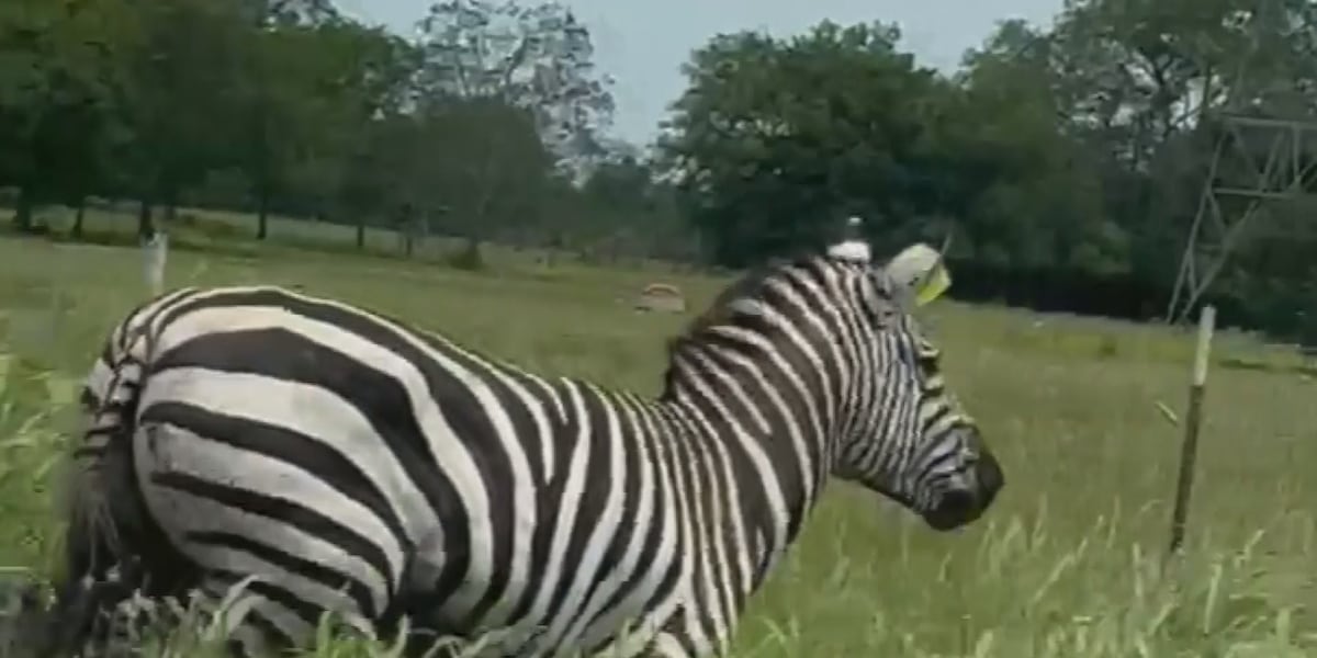 More videos surface of escaped pet zebra loose in Tennessee