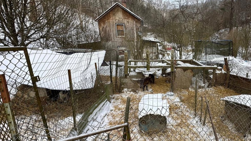 Neglected dogs rescued from freezing temps brought to TN, owner charged