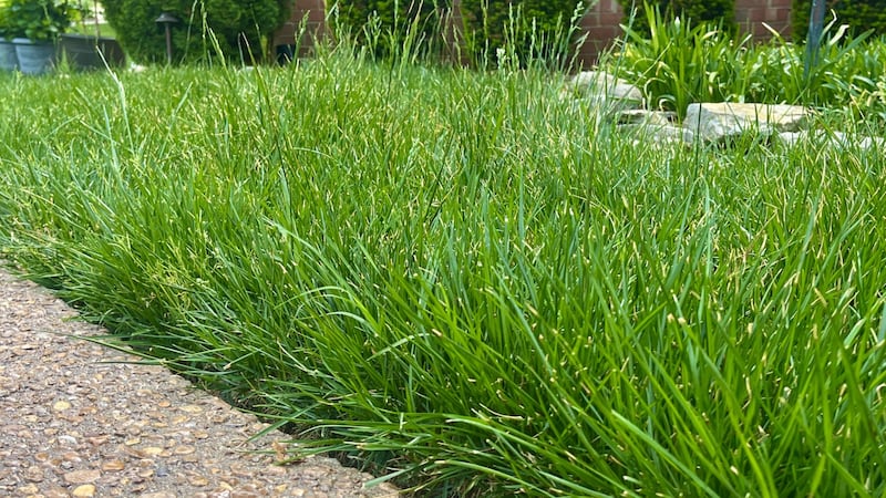 Save time, energy, and money by skipping the lawn cut while our drought continues.
