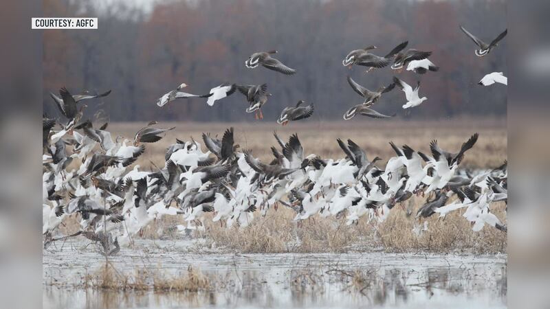 Arkansas Game and Fish wants you to be on the lookout for potentially sick birds in Northeast...