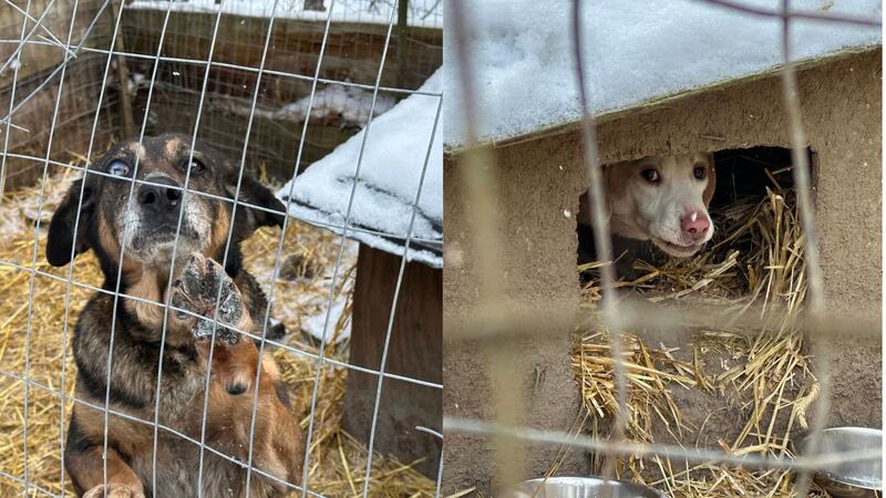 Neglected dogs rescued from freezing temps brought to TN, owner charged