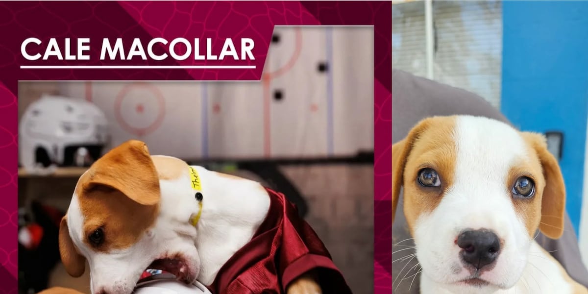 How three stray dogs in Tennessee landed on national TV