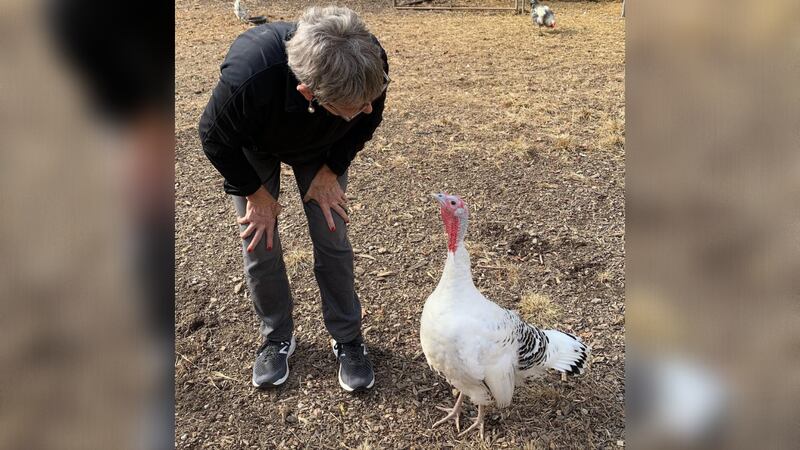 Stolen Turkey from Piccolo Farms