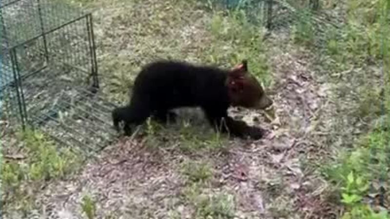 TWRA rescues, releases three orphaned bear cubs in East Tennessee