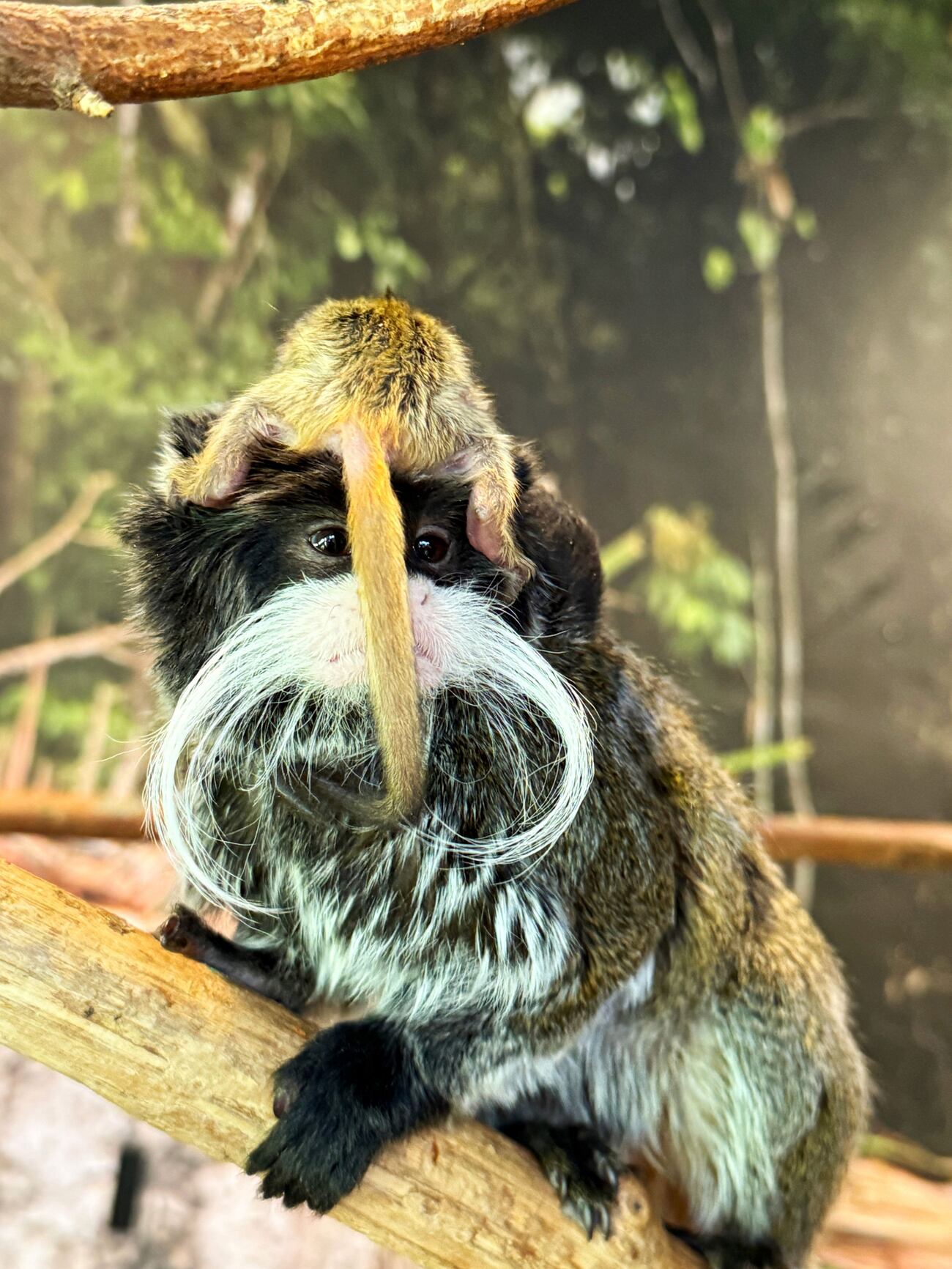 Monkeys R Us Tennessee Twin mustached monkeys born at Tennessee zoo
