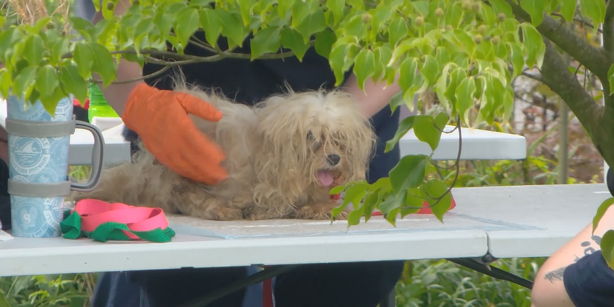 100 Dogs Rescued ‘These dogs have suffered for a very long time’: 100+ dogs rescued from ...