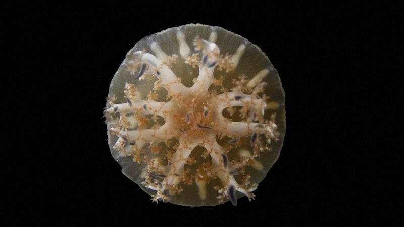 Researchers have discovered for the first time the sleep patterns of jellyfish and sea anemones.
