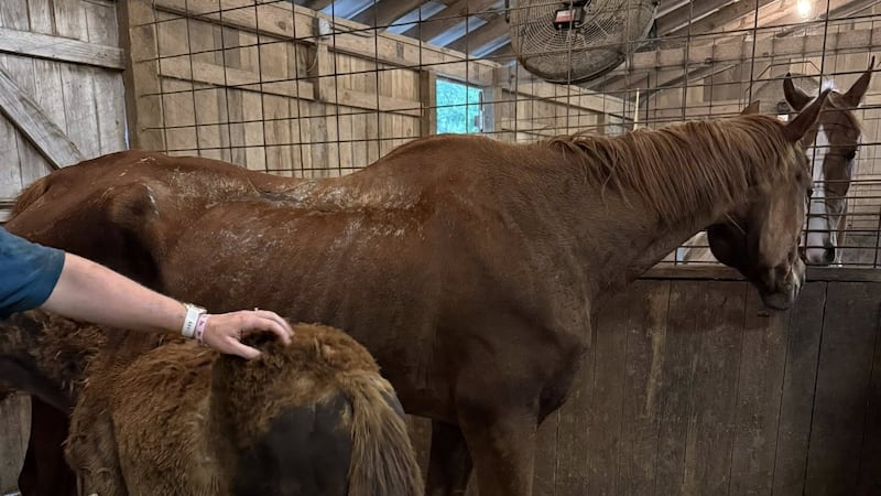 Woman indicted on 17 charges after around 50 horses found neglected on Trousdale County farm