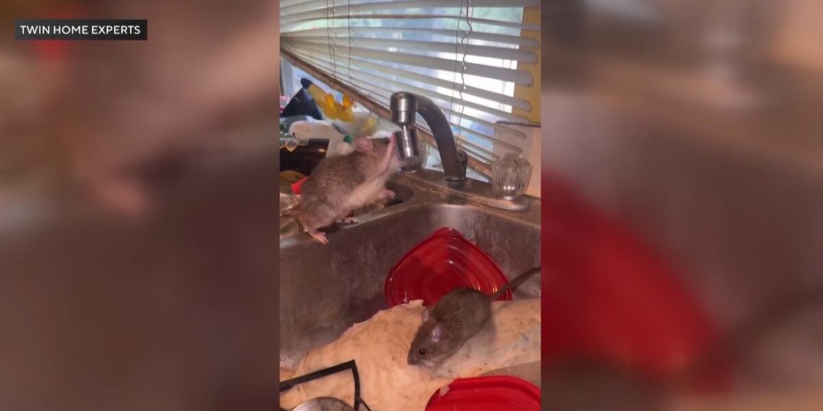 Nussiance Rats Hundreds of rats likely in home declared a nuisance, pest control ...