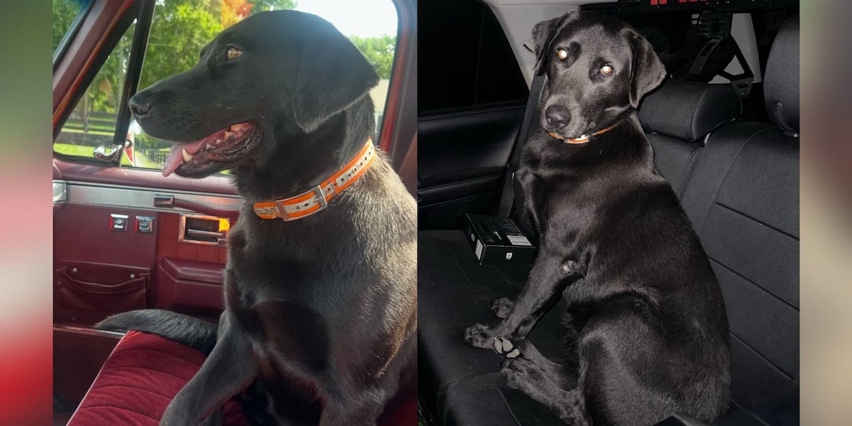 ‘She’s family.’ Country music star searching for missing pregnant dog in Middle TN