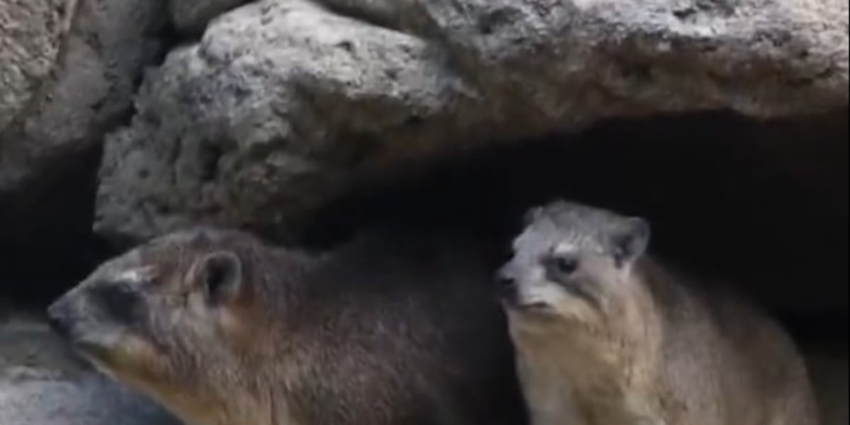 Nashville Zoo introduces new hyrax habitat
