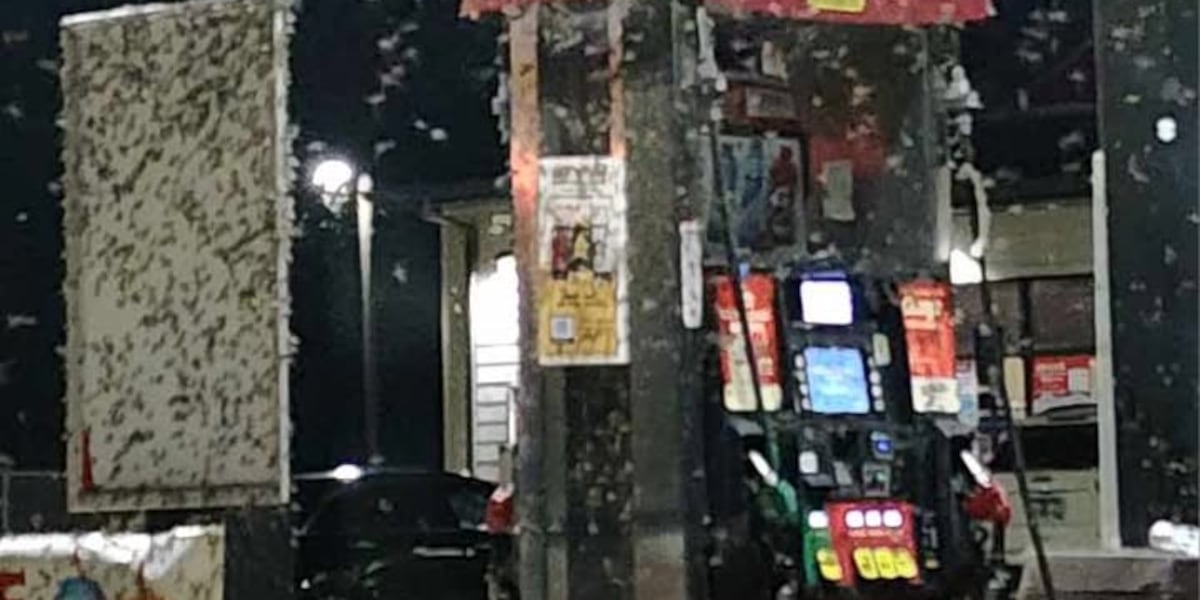 Thousands of Willow Flies swarm in Tennessee Thousands of Willow Flies swarm in Tennessee
