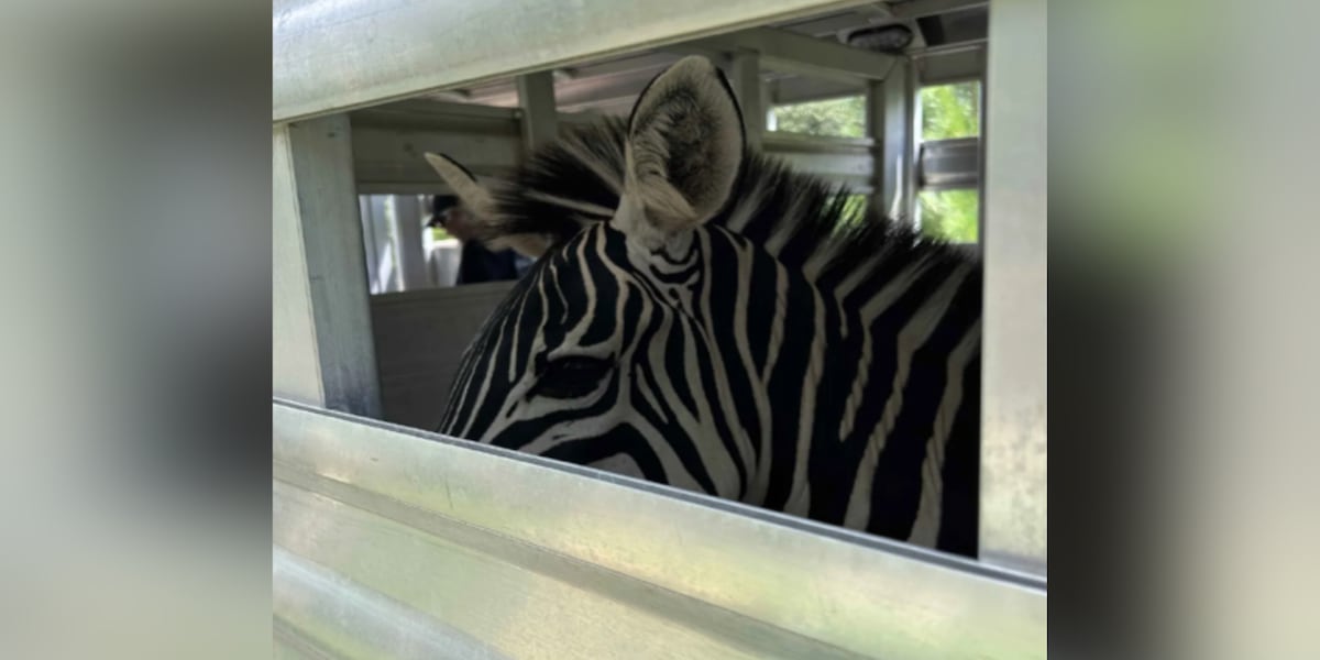 Zebra, emu and alpaca among 60 animals confiscated from home