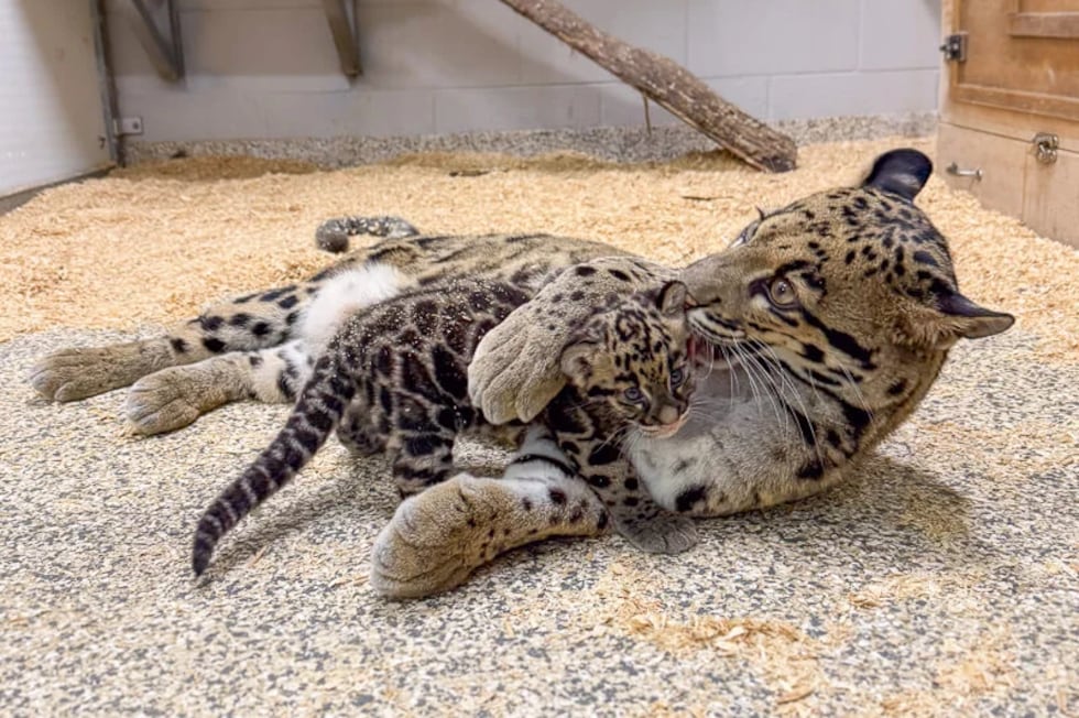 The Nashville Zoo has co-reared an animal for the first time with a baby clouded leopard no...