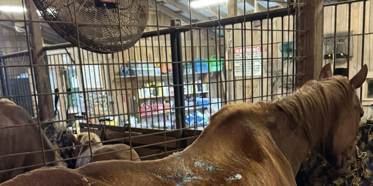 Tennessee Legislature Passes Bill Making Livestock Starvation a Felony, Set to Take Effect July 1 if Signed