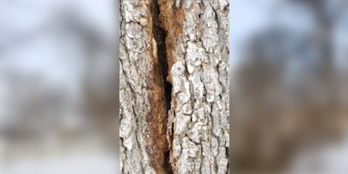 You could see ‘exploding trees’ in the winter storm. Here’s why that ...