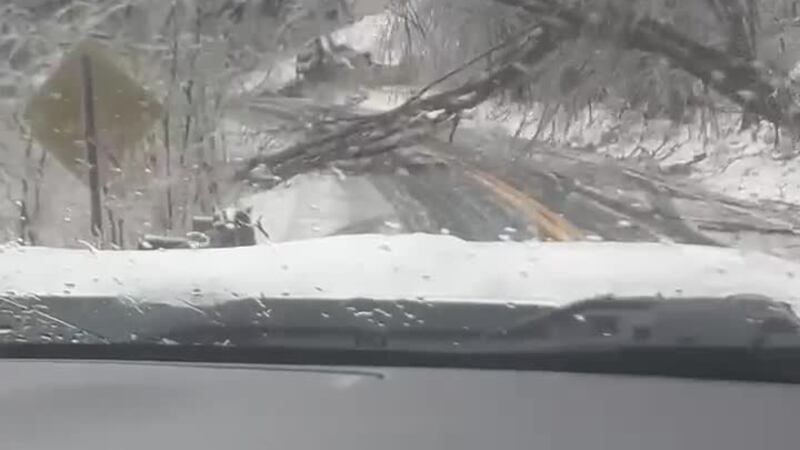 Tree falling on Carter Creek Pike in Spring Hill, TN