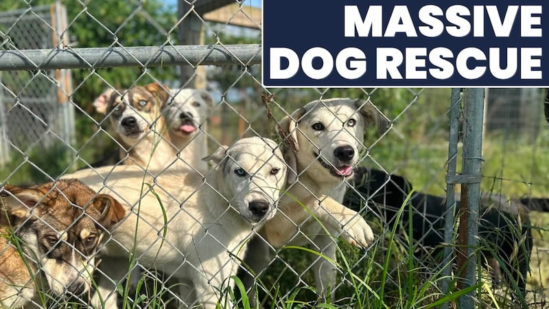 Dozens of dogs are recovering near Nashville after being pulled from an overcrowded shelter in...